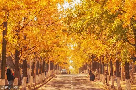 what trees are in china